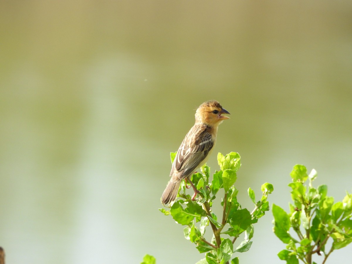 Ткачик золоточеревий - ML644440733