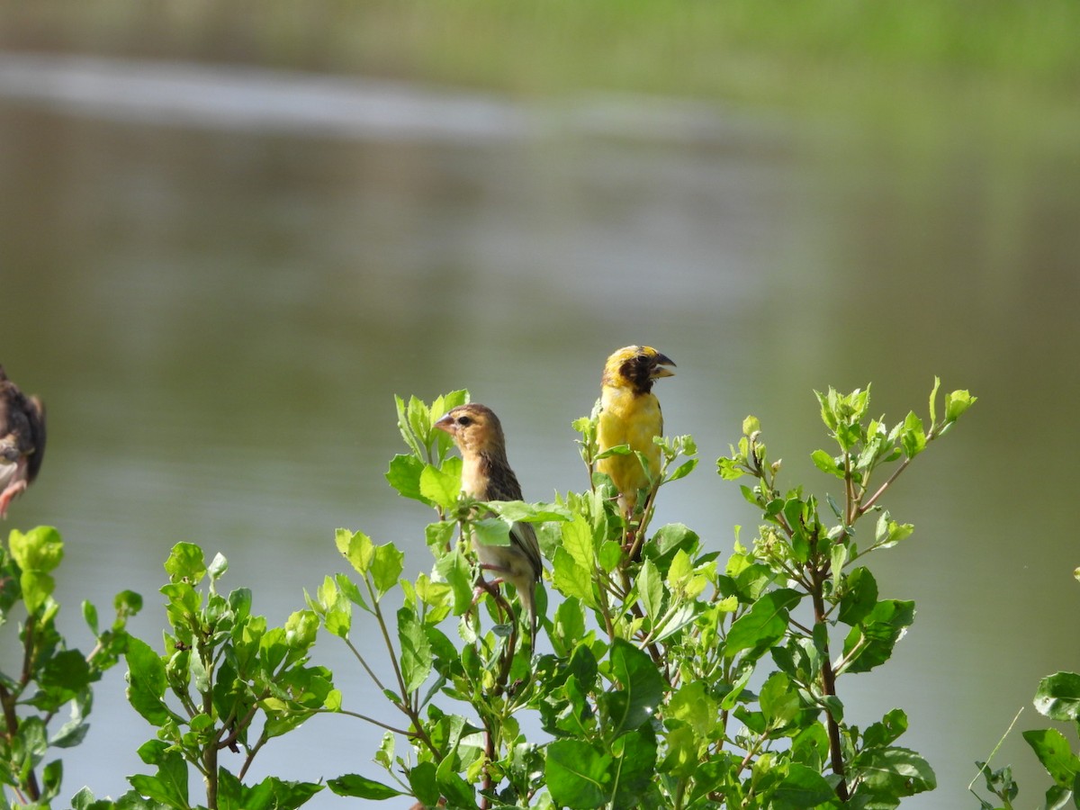 Ткачик золоточеревий - ML644440734