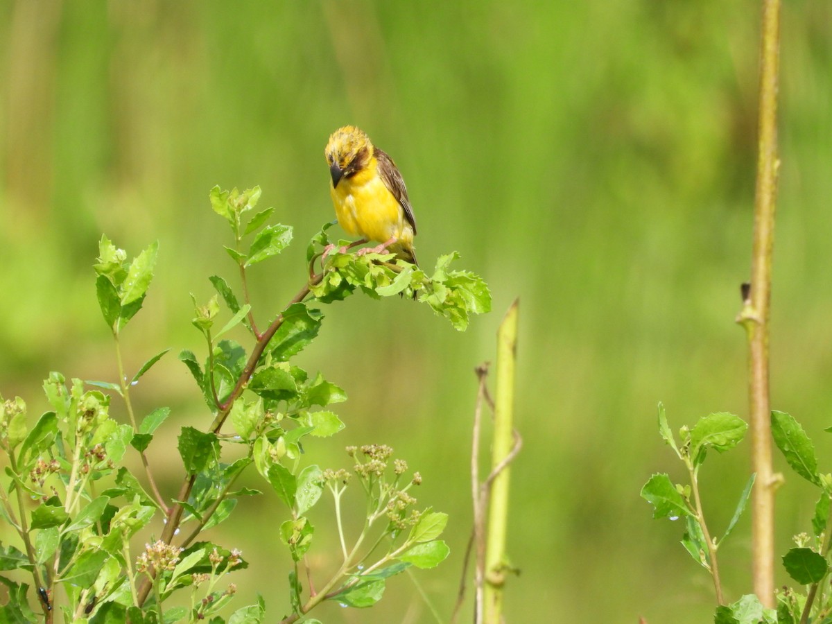 Ткачик золоточеревий - ML644440735