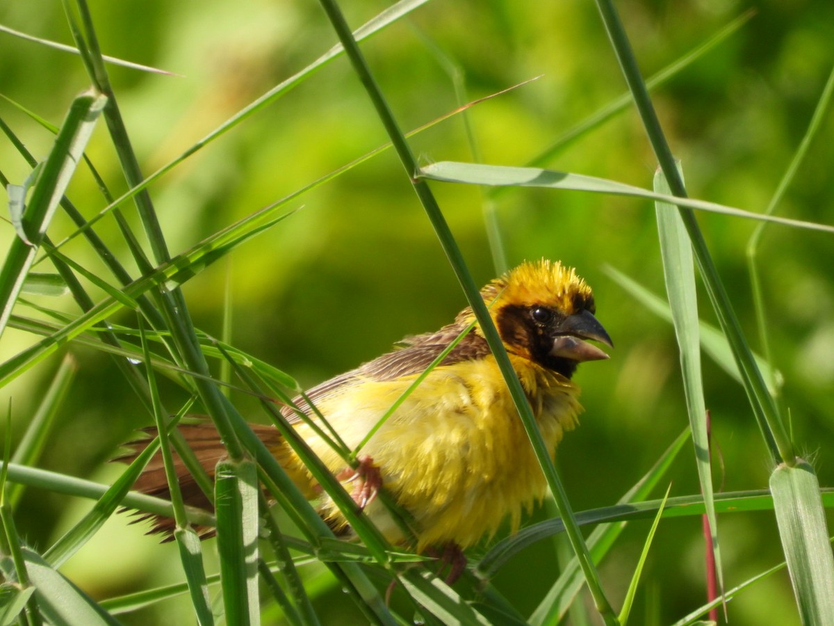 Ткачик золоточеревий - ML644440736