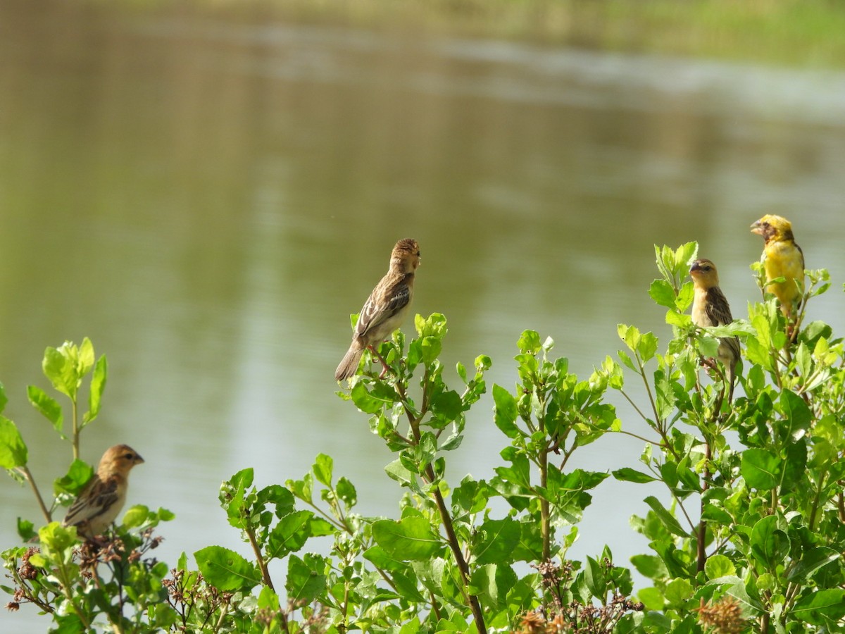 Ткачик золоточеревий - ML644440737