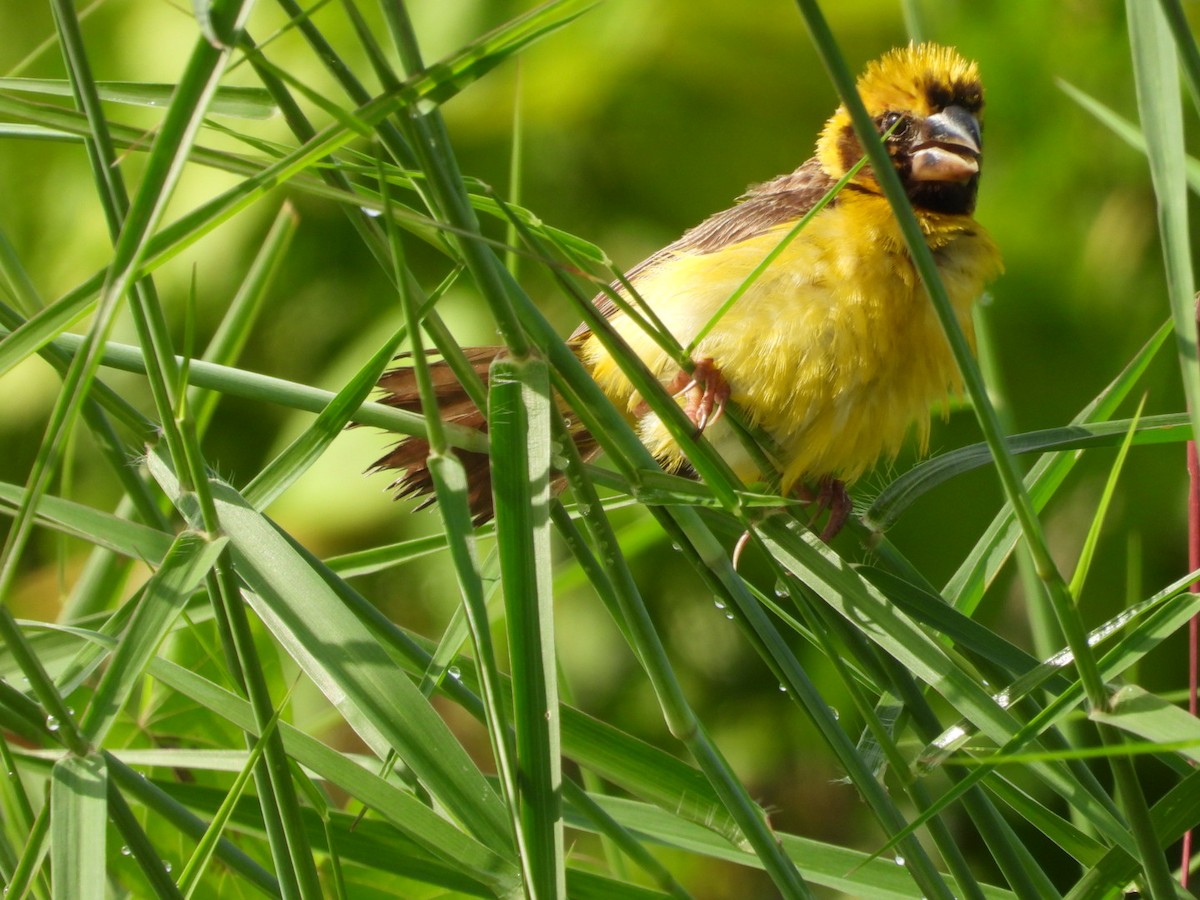 Ткачик золоточеревий - ML644440738