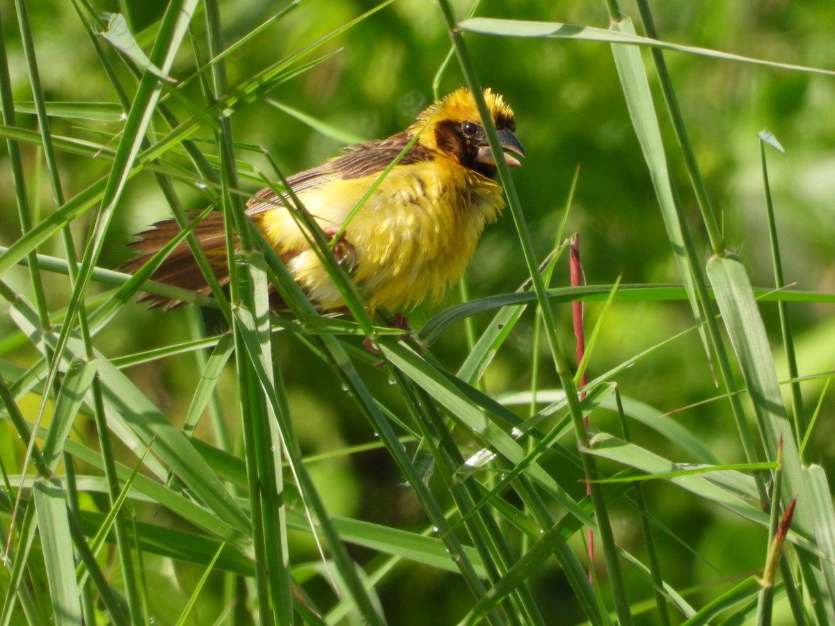 Ткачик золоточеревий - ML644440739
