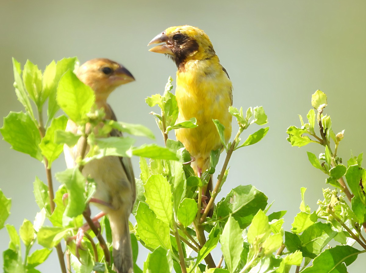 Ткачик золоточеревий - ML644440740