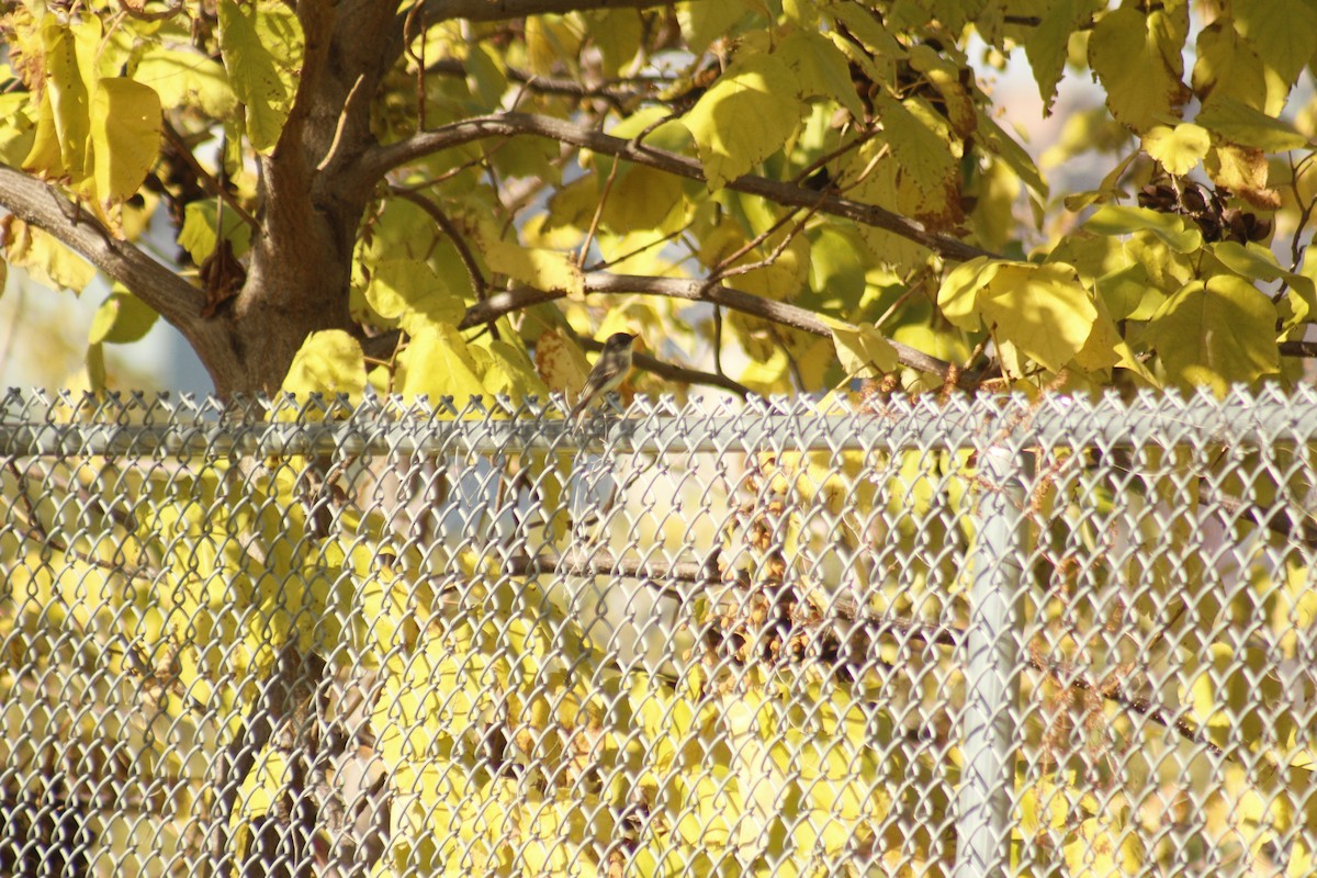 Weißbauch-Phoebetyrann - ML644440763