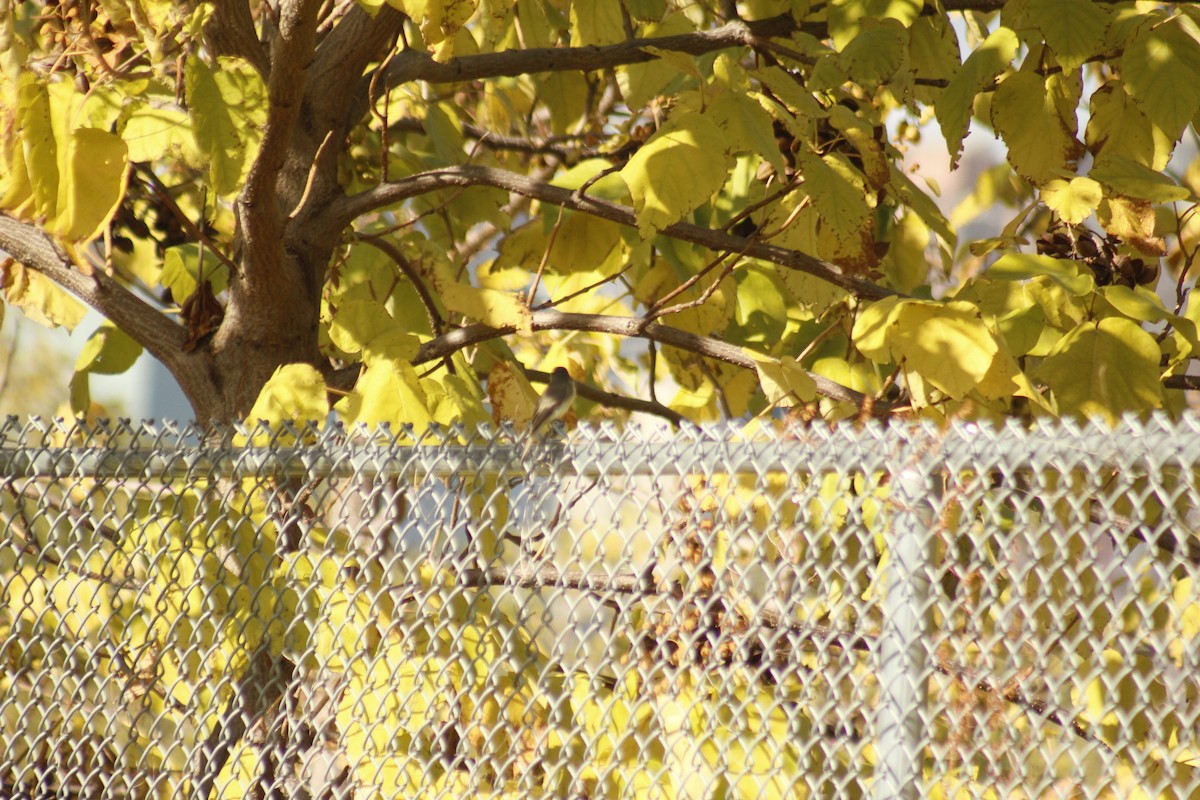 Weißbauch-Phoebetyrann - ML644440764