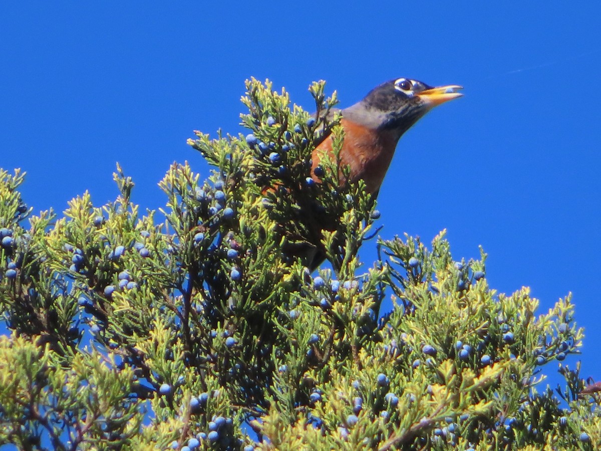 American Robin - ML644440779