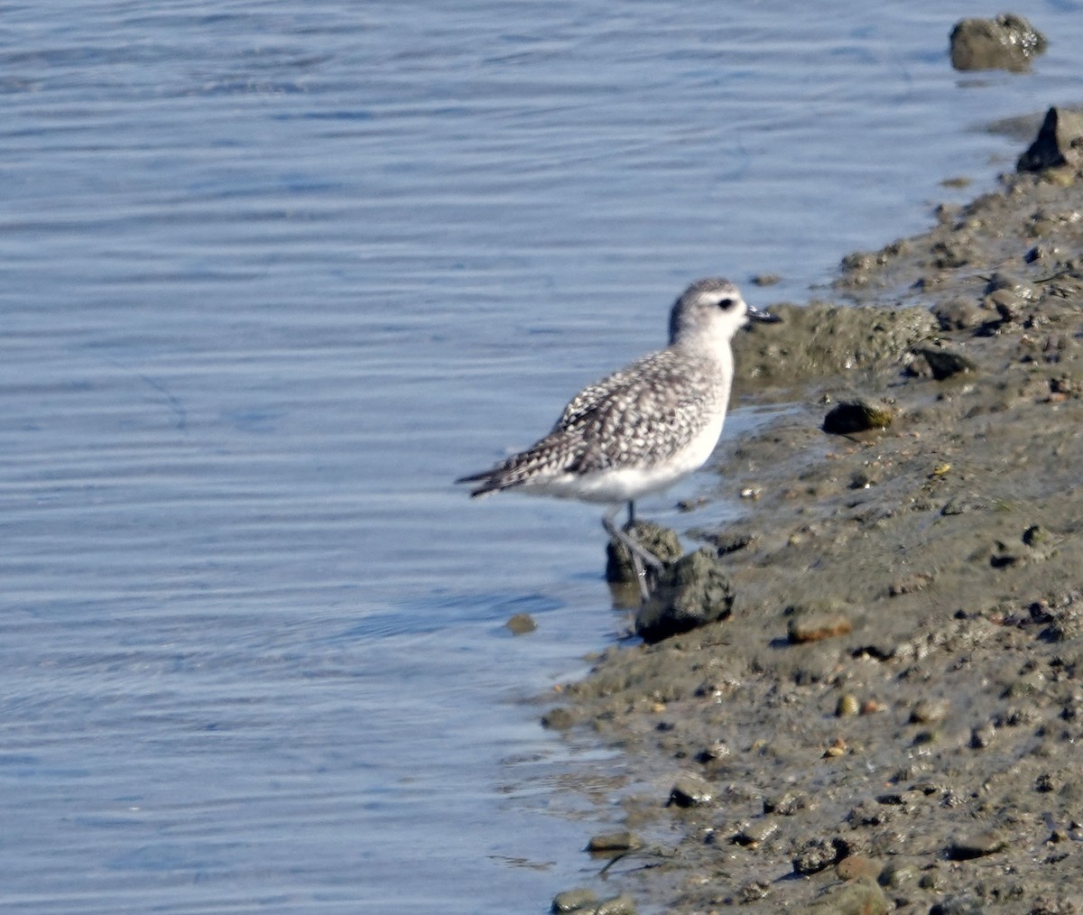 Pluvier argenté - ML644440785
