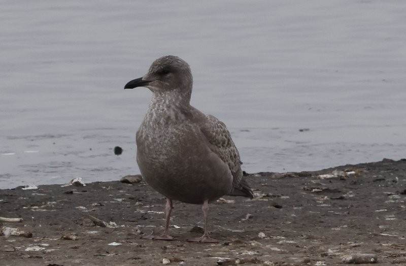 Iceland Gull (Thayer's) - ML644440788
