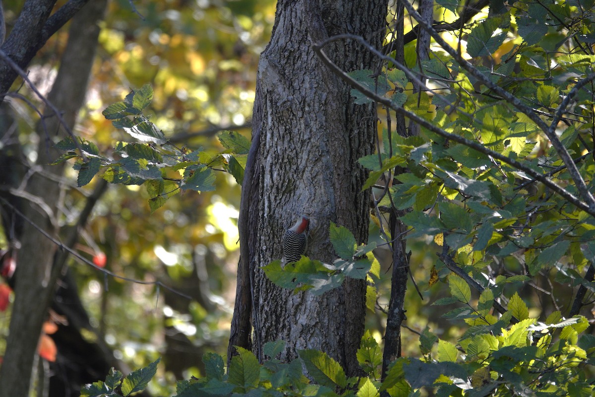 シマセゲラ - ML644440838