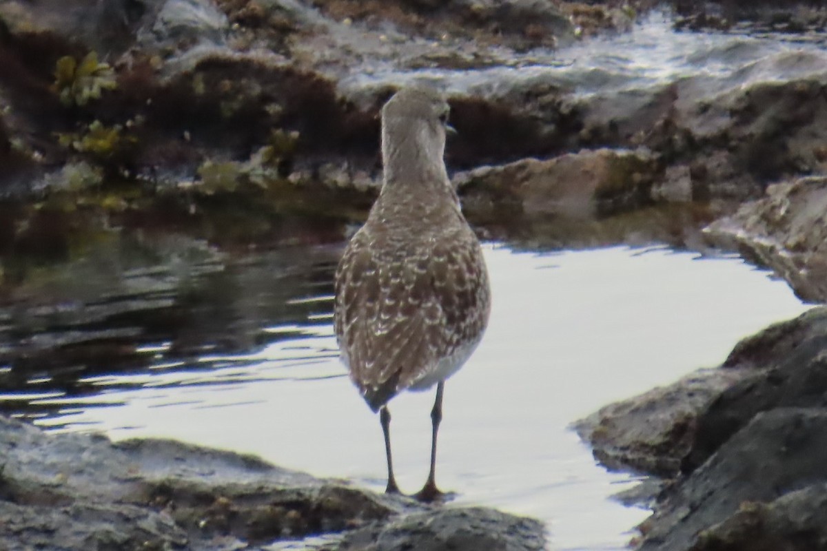 Pluvier argenté - ML644440839