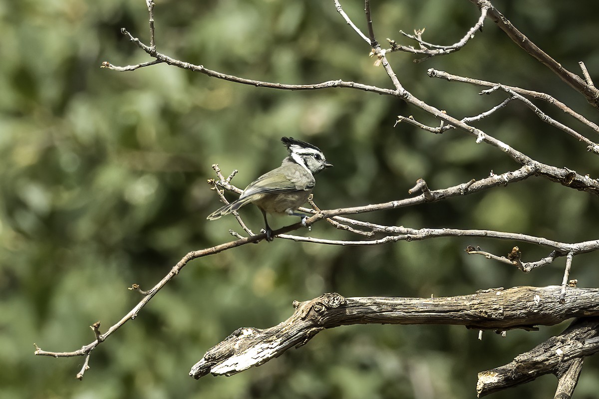 Mésange arlequin - ML644440855