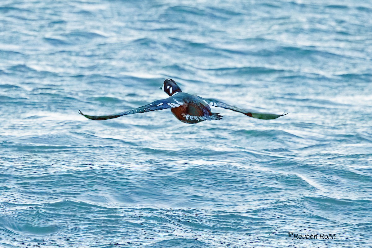 Harlequin Duck - ML644440875