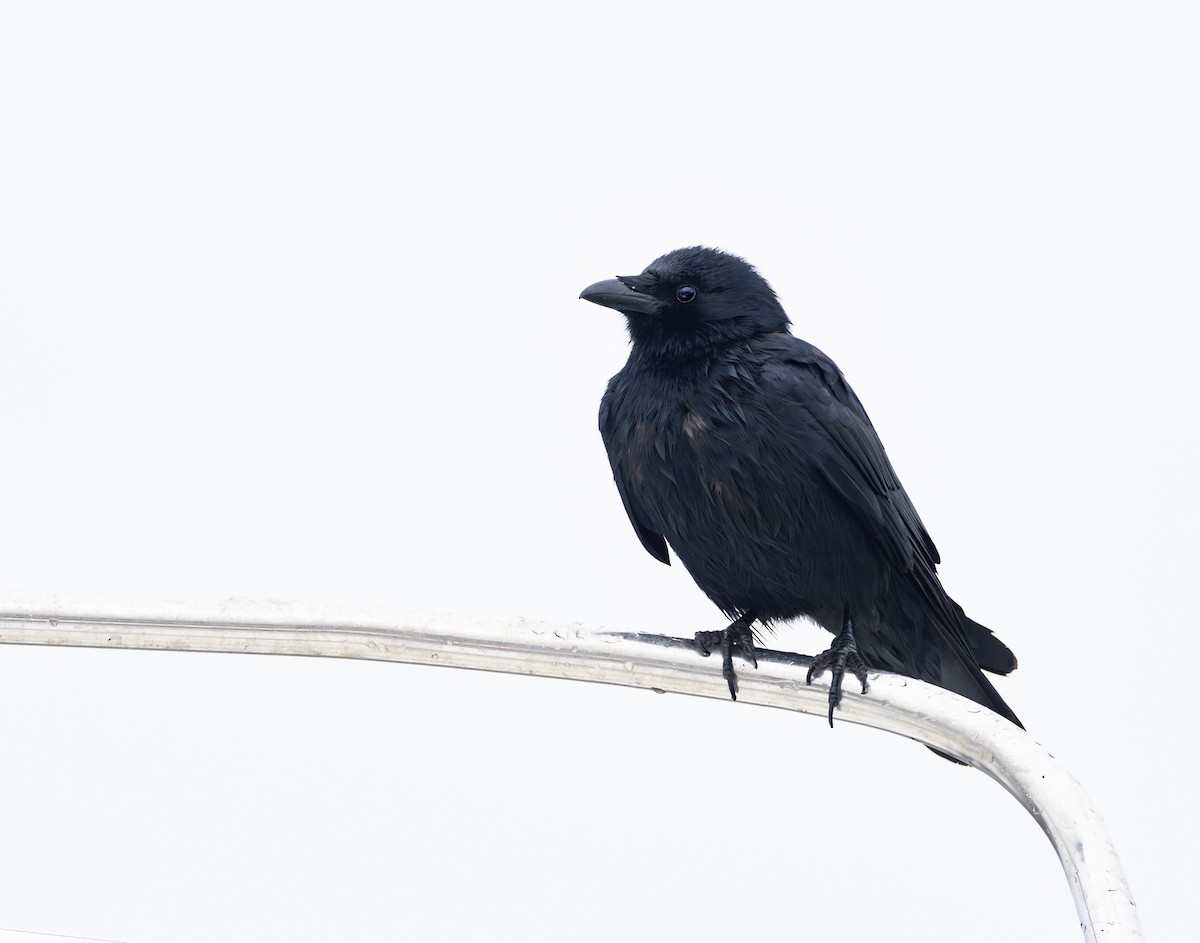 Balıkçı Karga - ML644440887