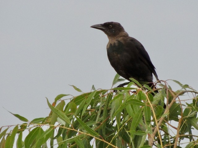 Common Grackle - ML644440888