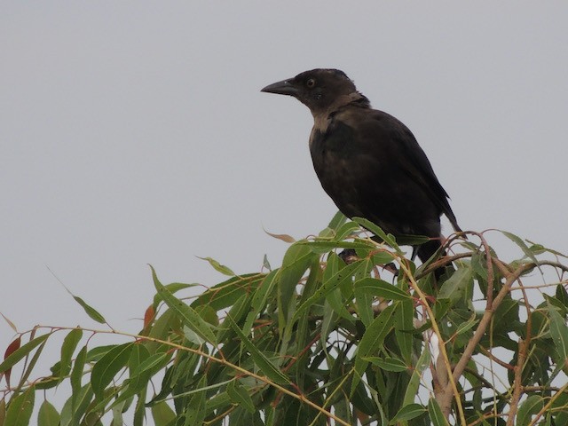 Common Grackle - ML644440889