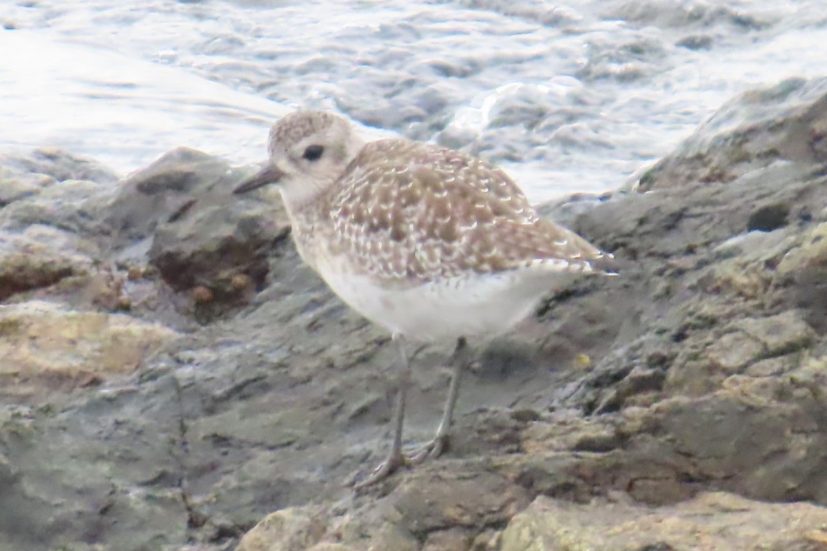 Pluvier argenté - ML644440899