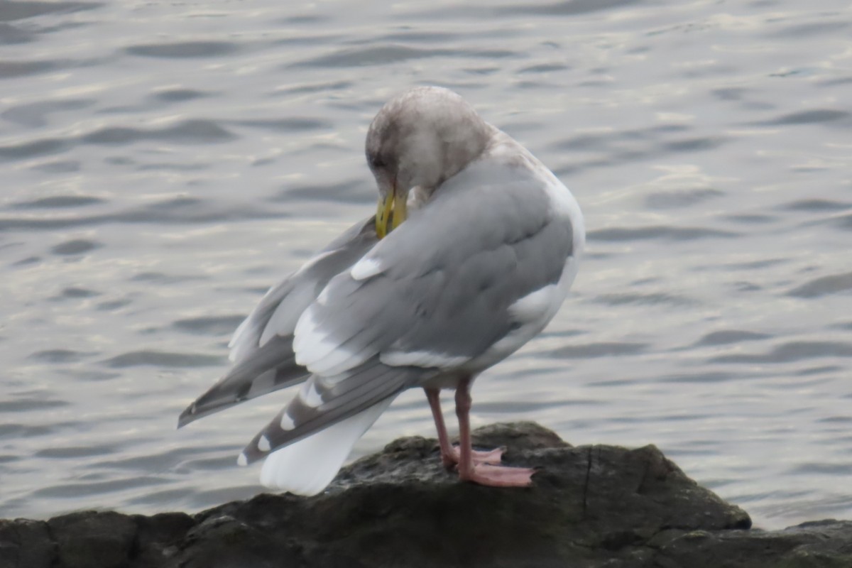 Glaucous-winged Gull - ML644440902