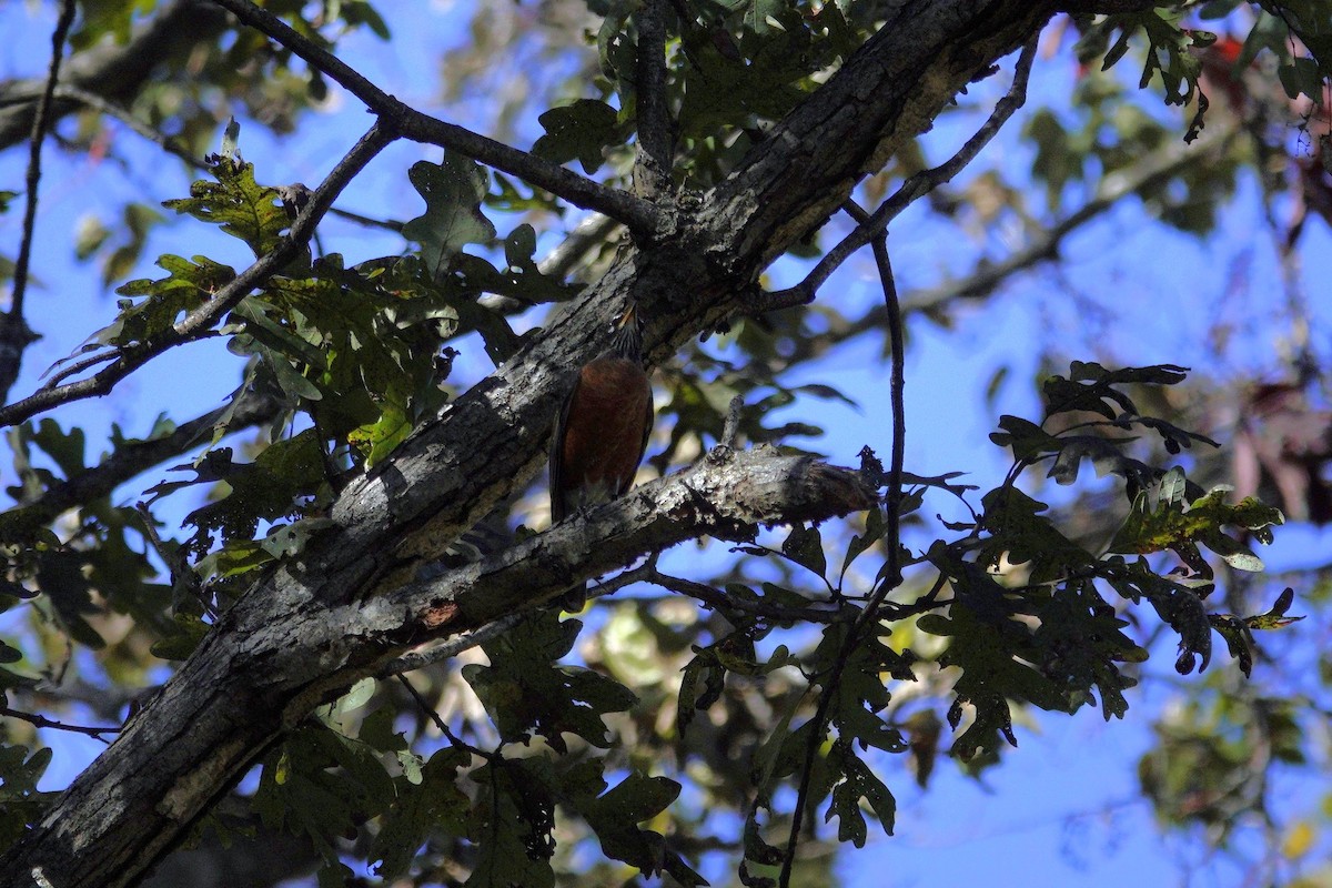 American Robin - ML644440904