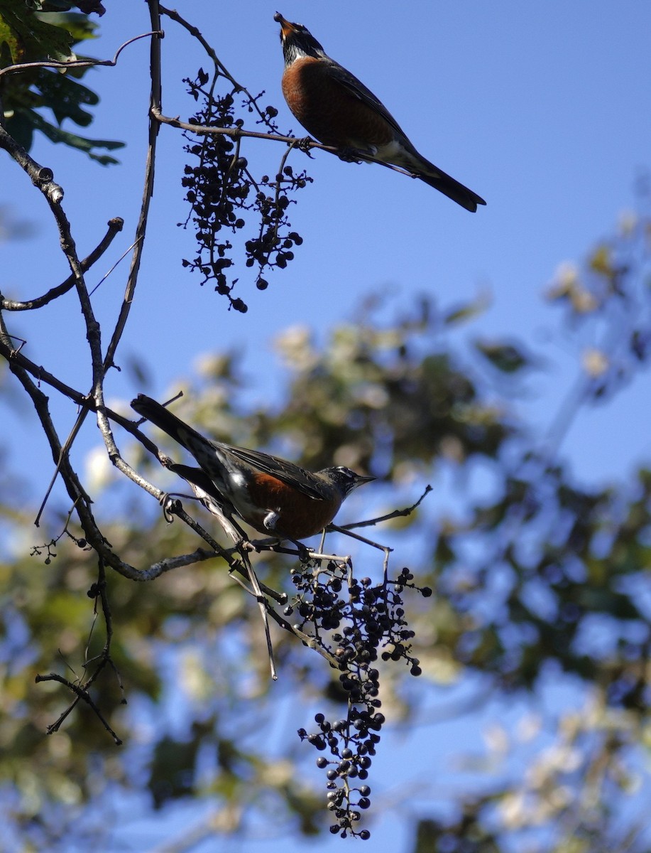 American Robin - ML644440905
