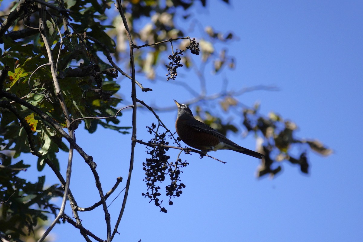 American Robin - ML644440907