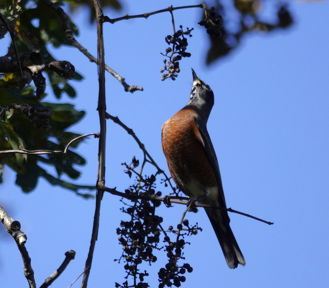American Robin - ML644440908