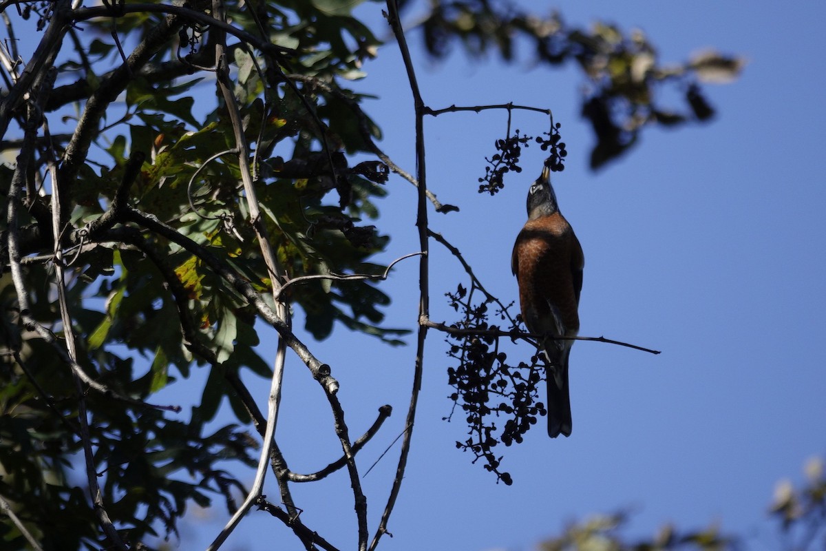 American Robin - ML644440909