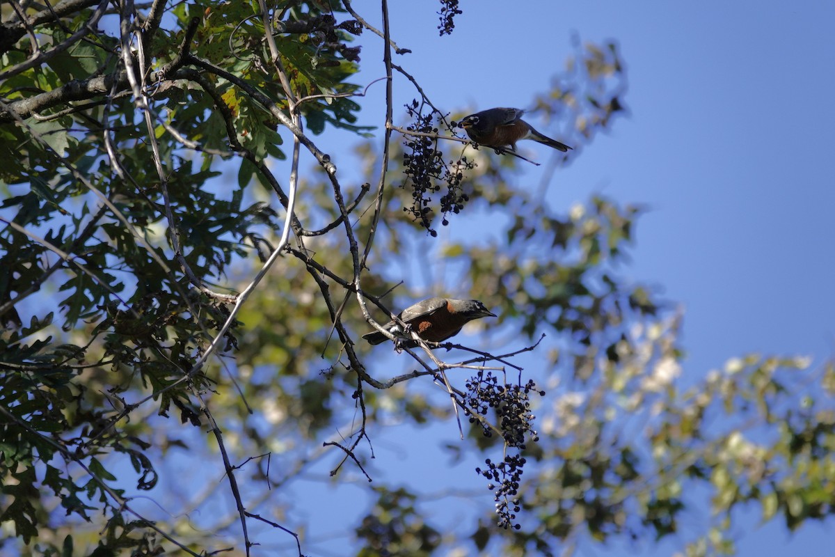 American Robin - ML644440910