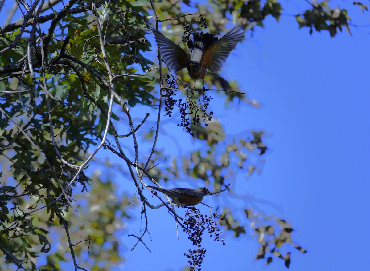 American Robin - ML644440911