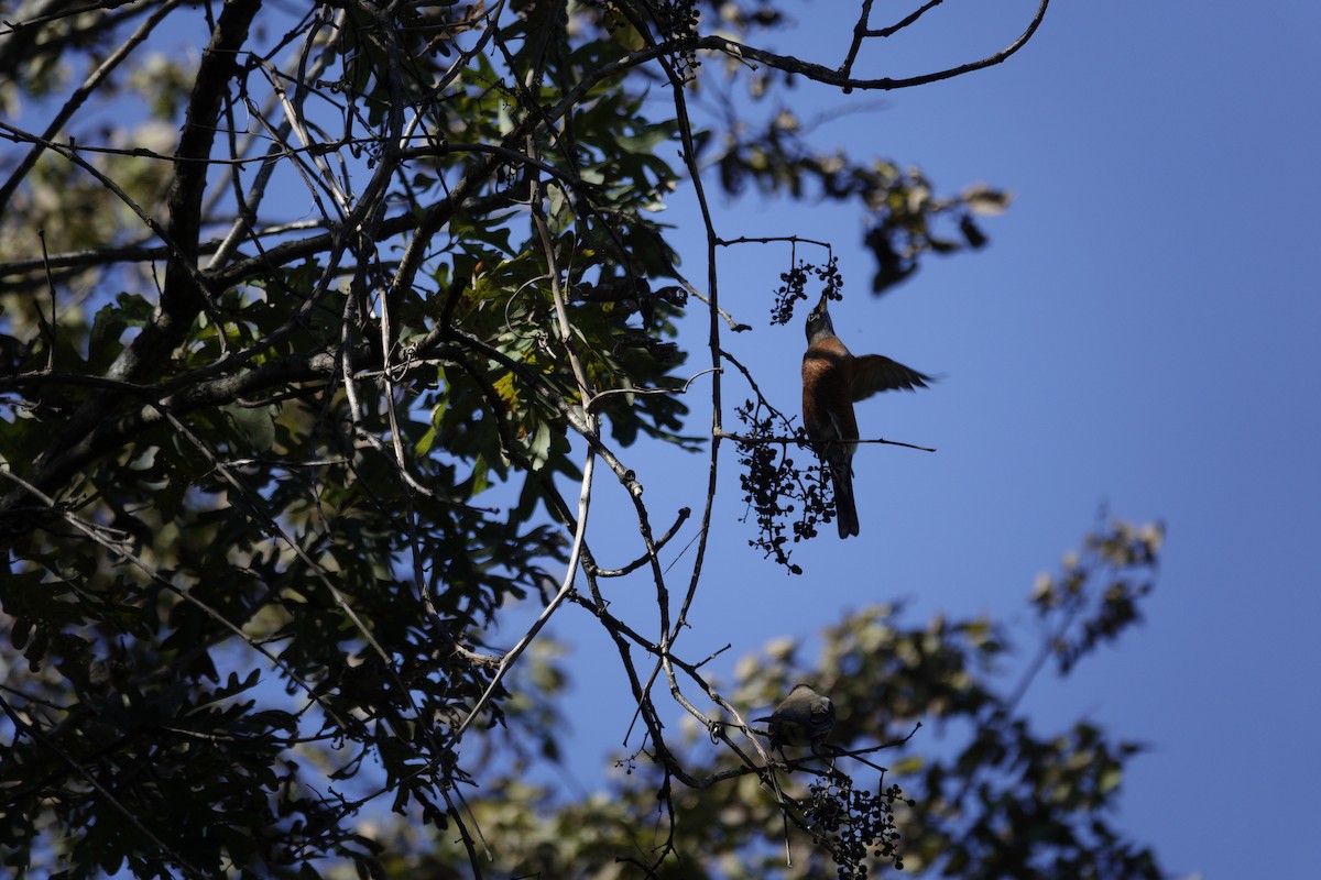 American Robin - ML644440912