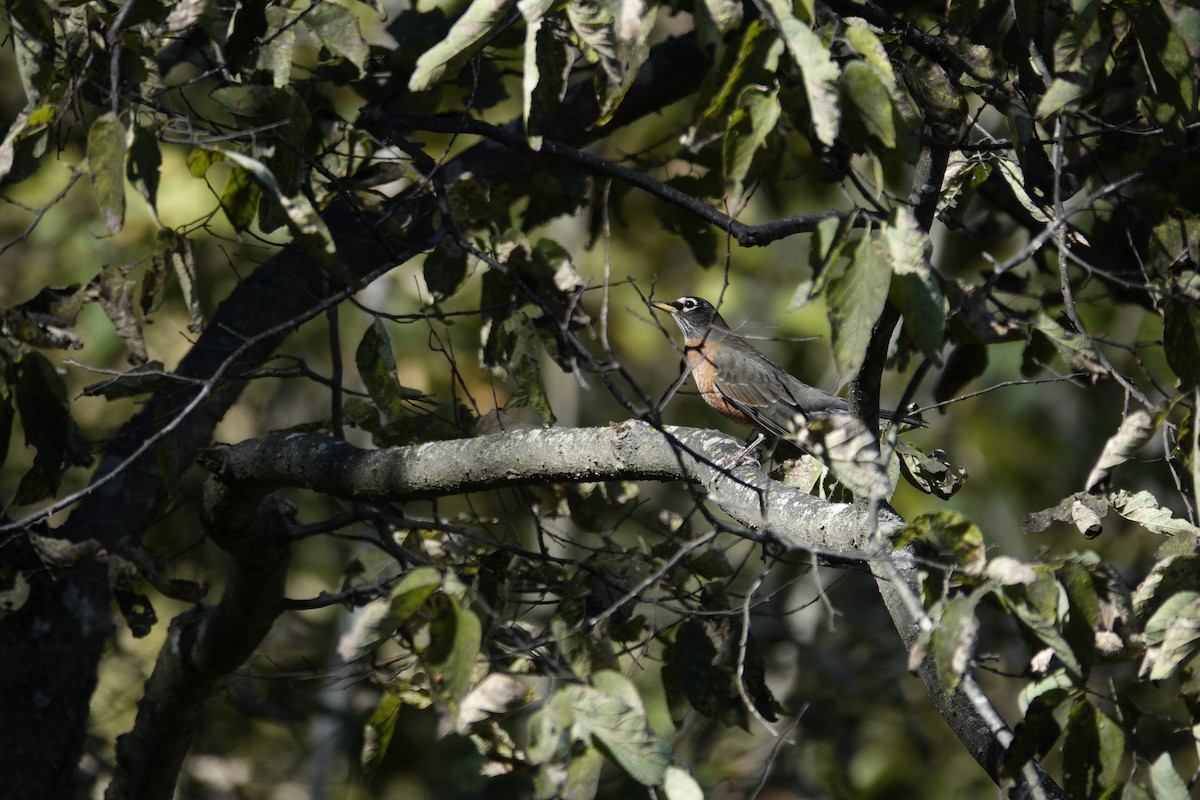 American Robin - ML644440913