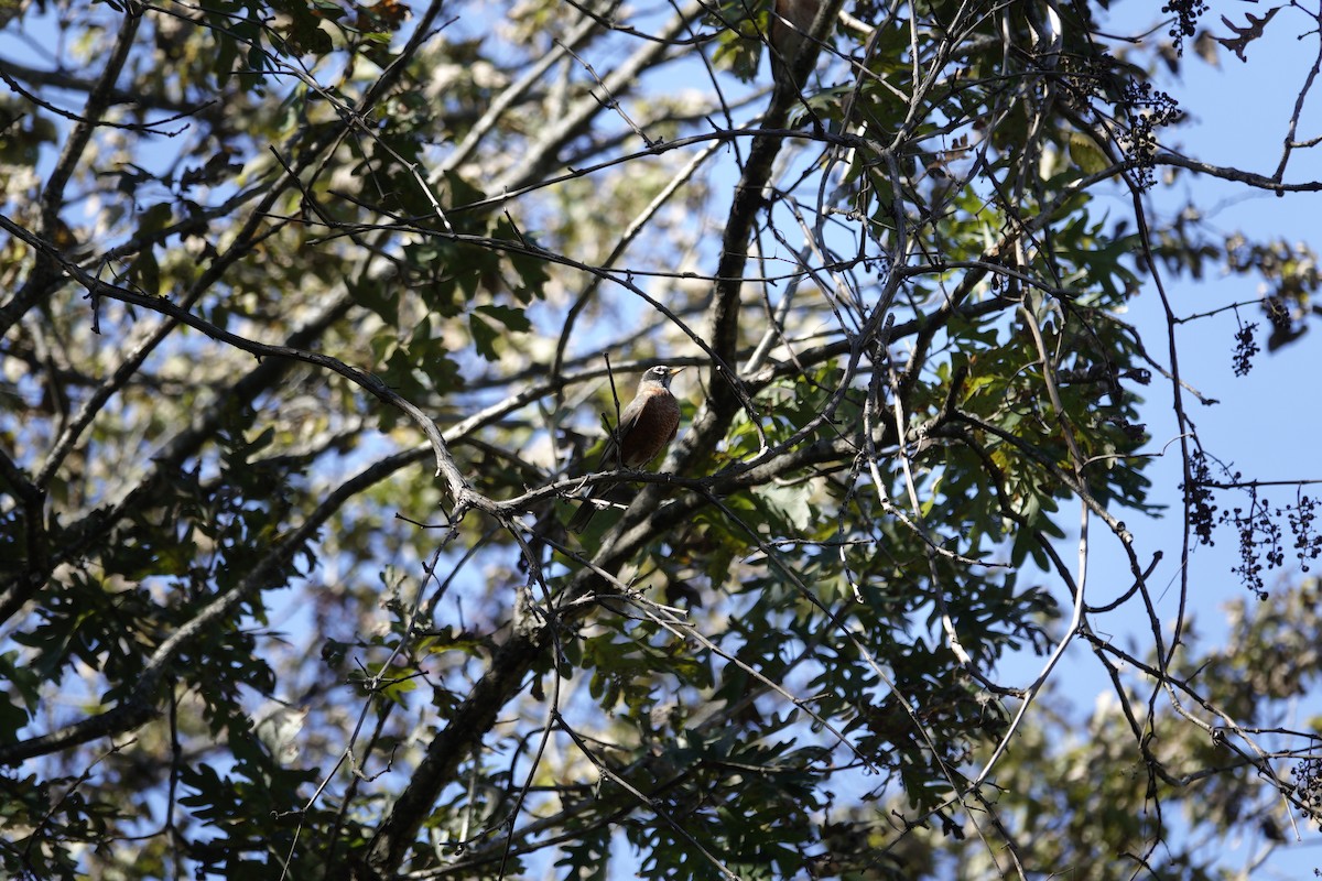 American Robin - ML644440914