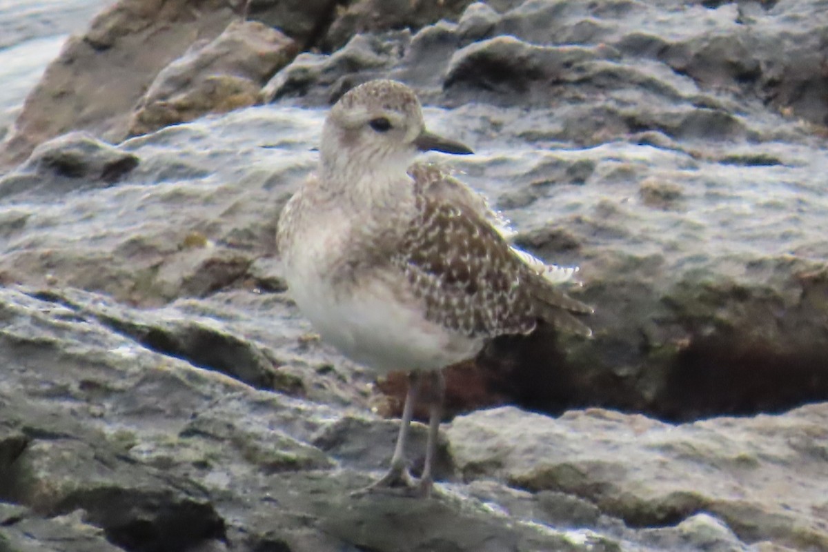 Pluvier argenté - ML644440924