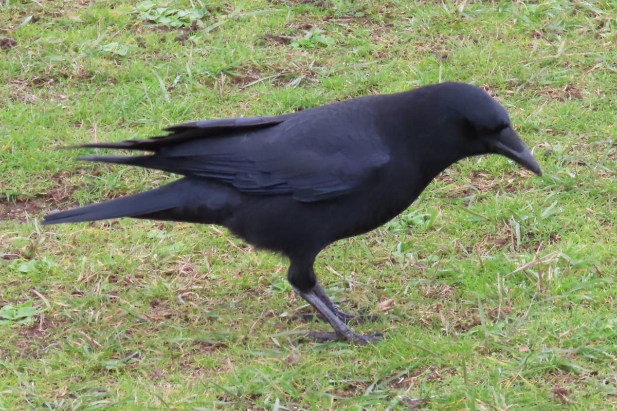 American Crow - ML644440938