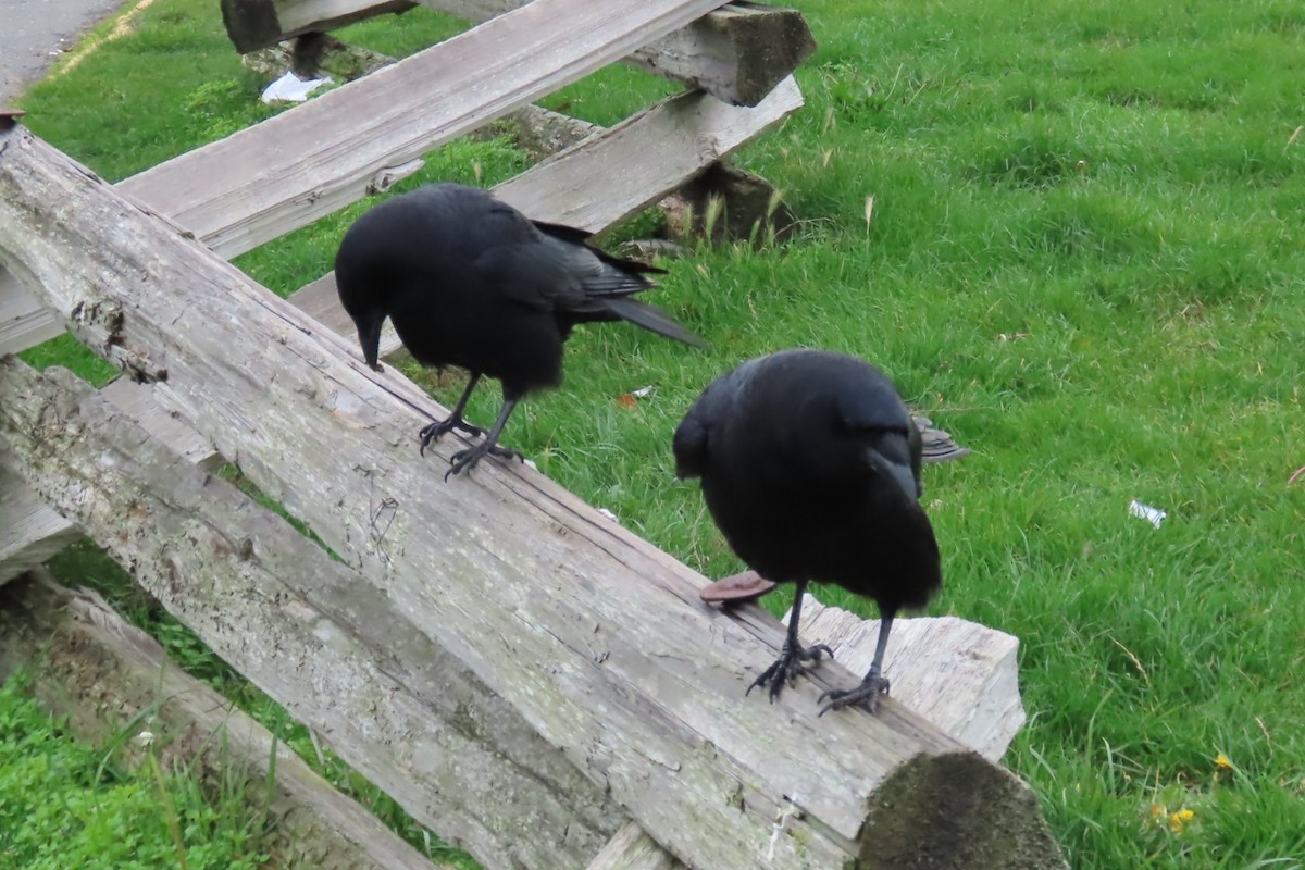 American Crow - ML644440940