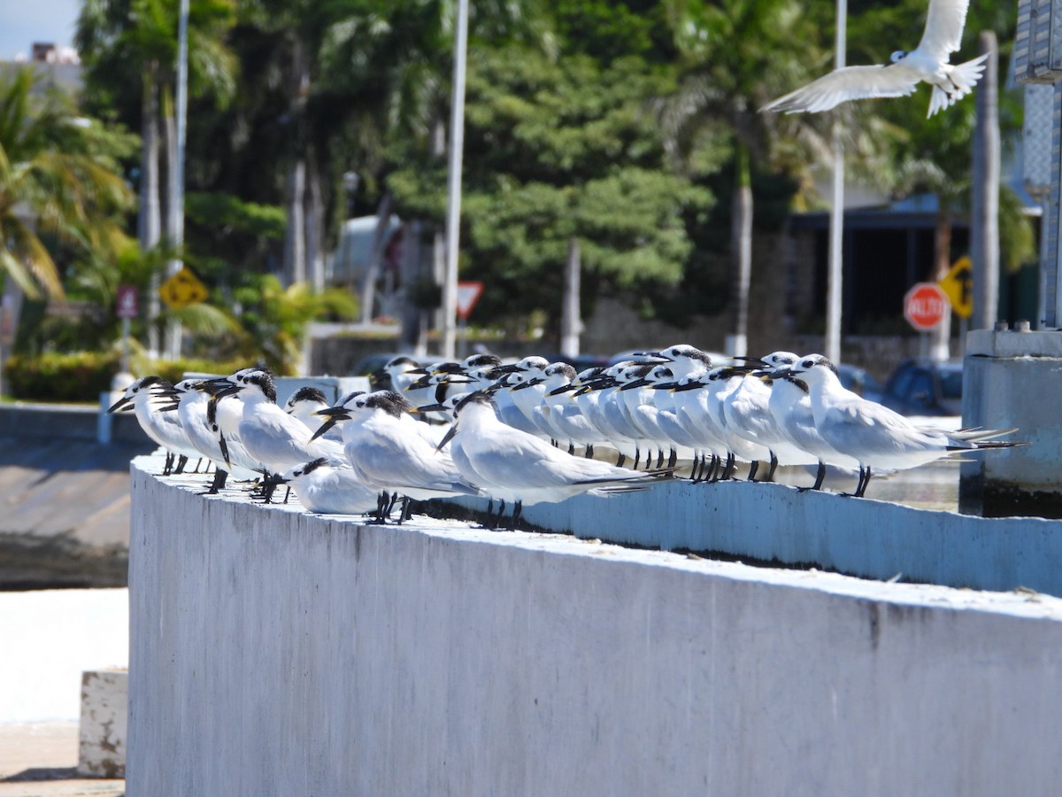 Sandwich Tern - ML644440947