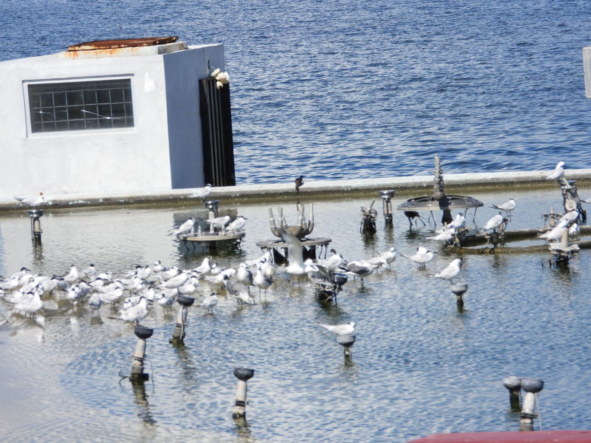 Sandwich Tern - ML644440948
