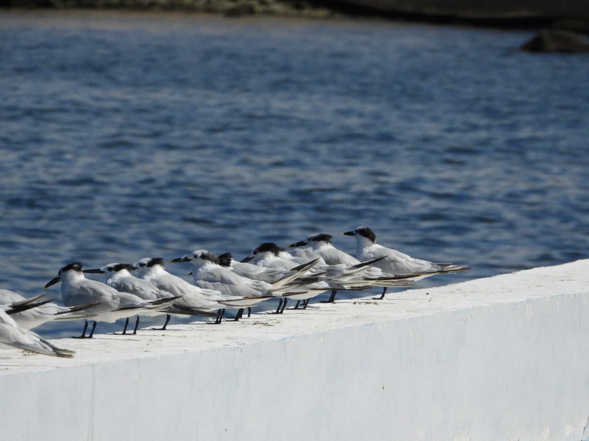 Sandwich Tern - ML644440949