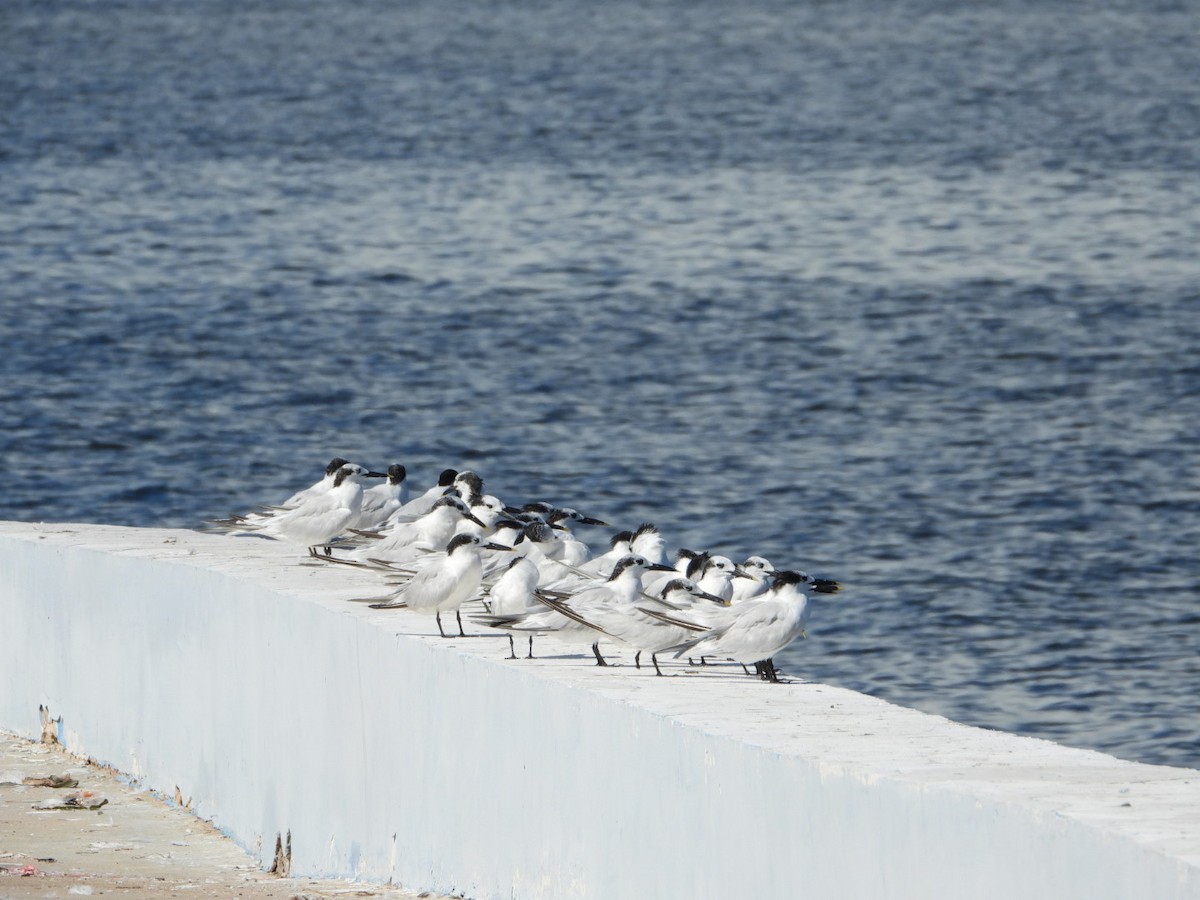Sandwich Tern - ML644440950