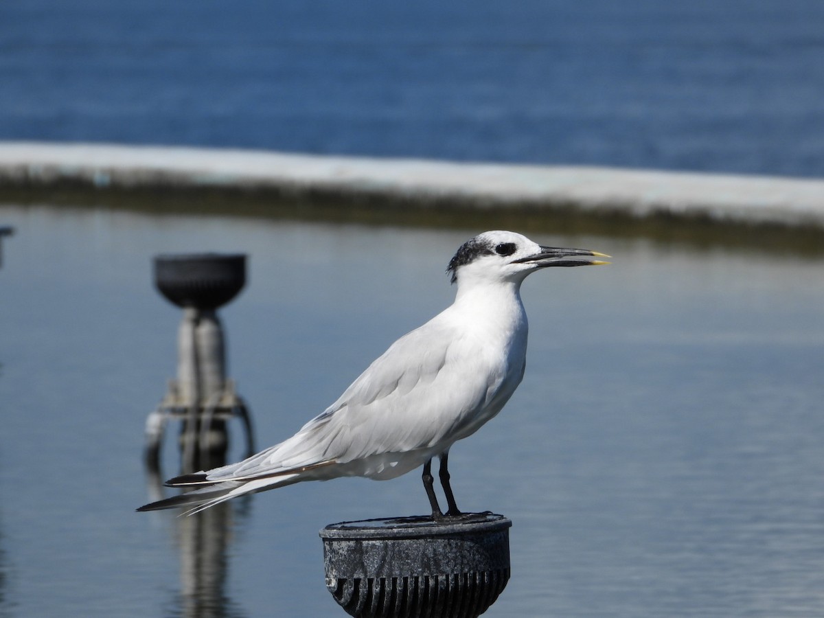 Sandwich Tern - ML644440951