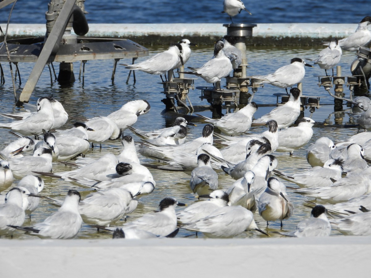 Sandwich Tern - ML644440953