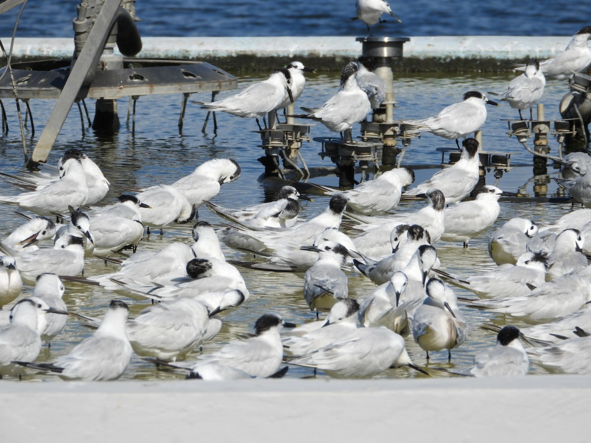 Sandwich Tern - ML644440954