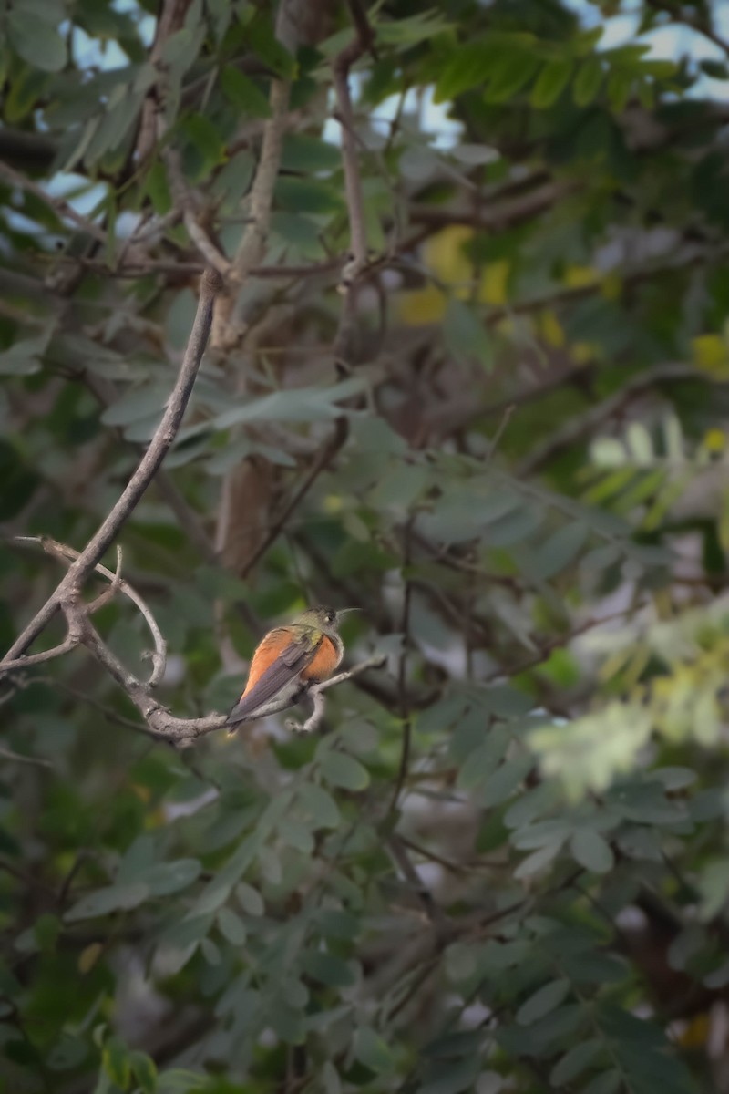 Amazilia Hummingbird - ML644440956