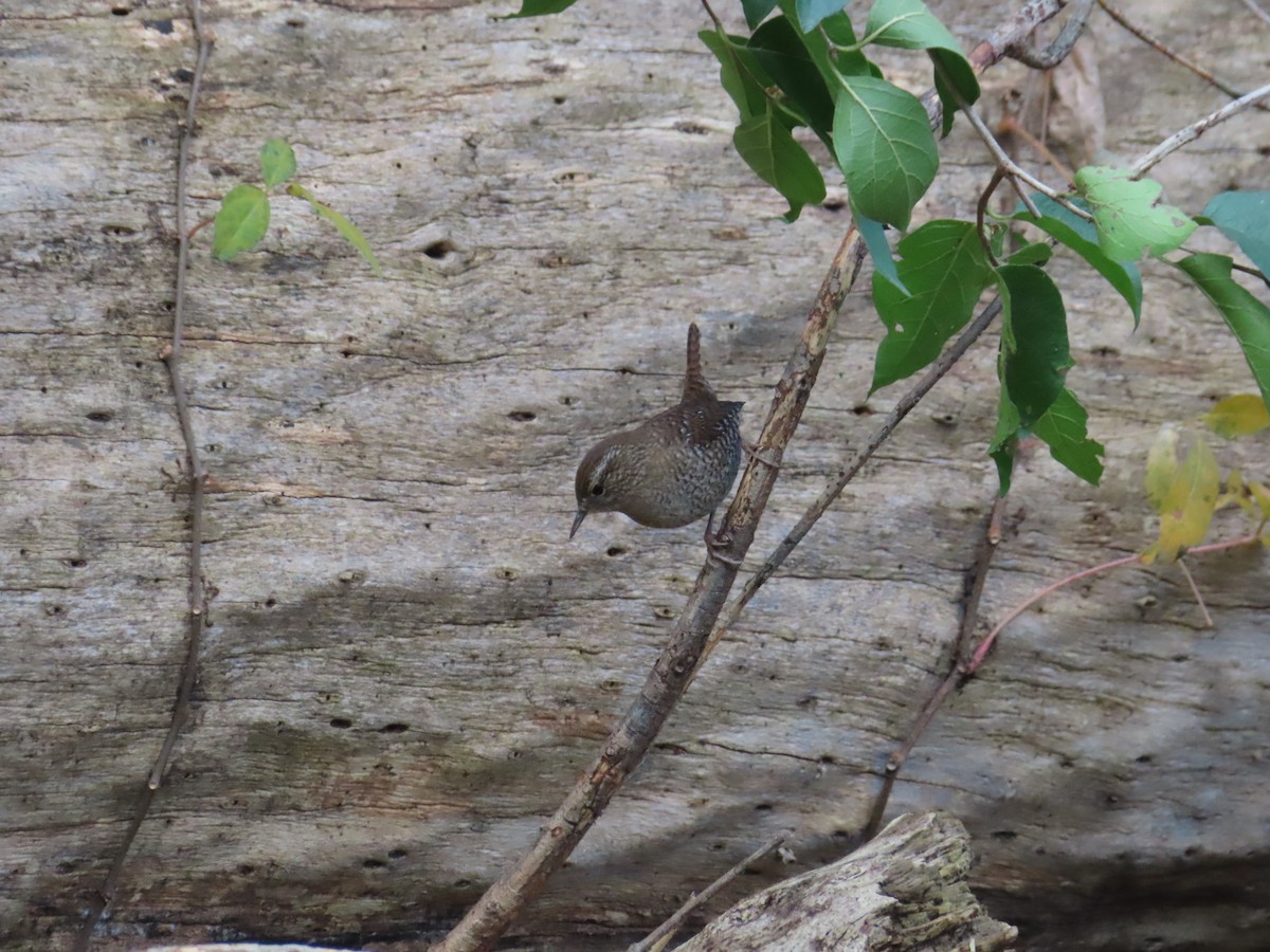 střízlík kanadský - ML644440957