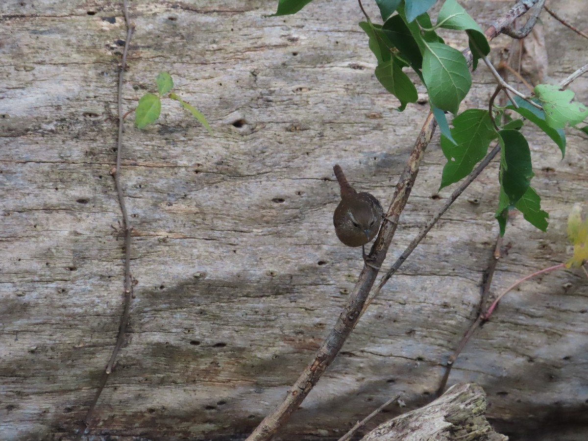 střízlík kanadský - ML644440958