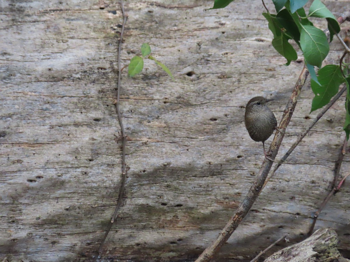 střízlík kanadský - ML644440959