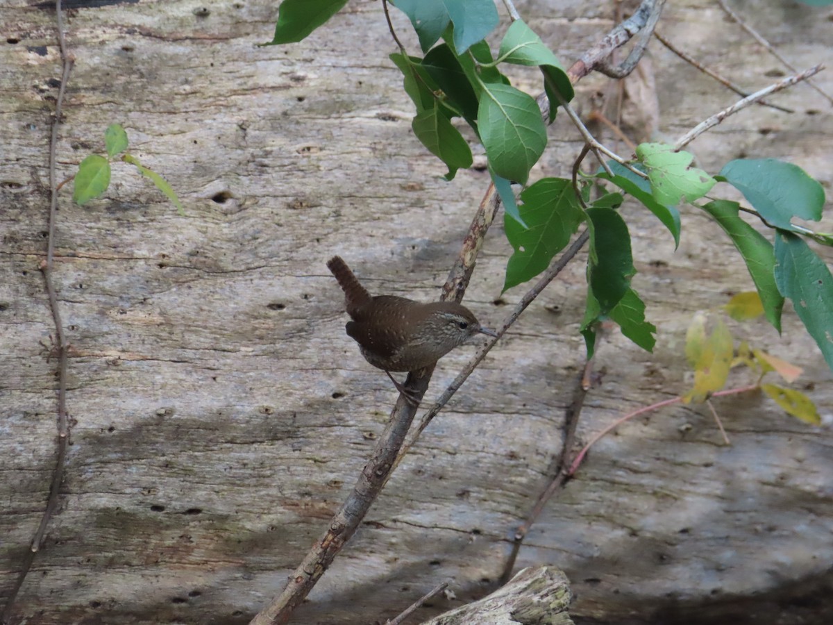 střízlík kanadský - ML644440960