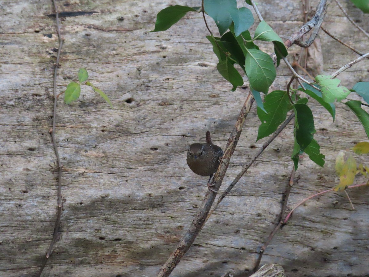 střízlík kanadský - ML644440963