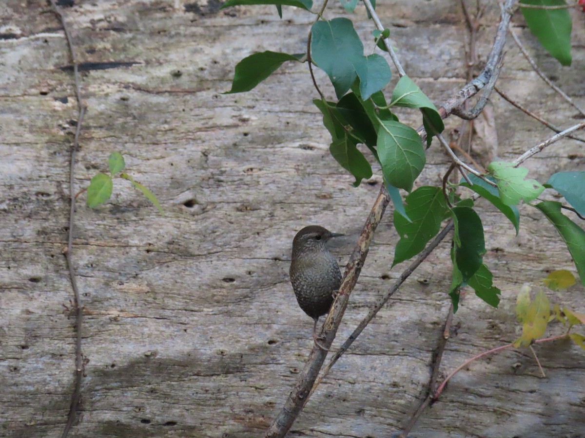 střízlík kanadský - ML644440964