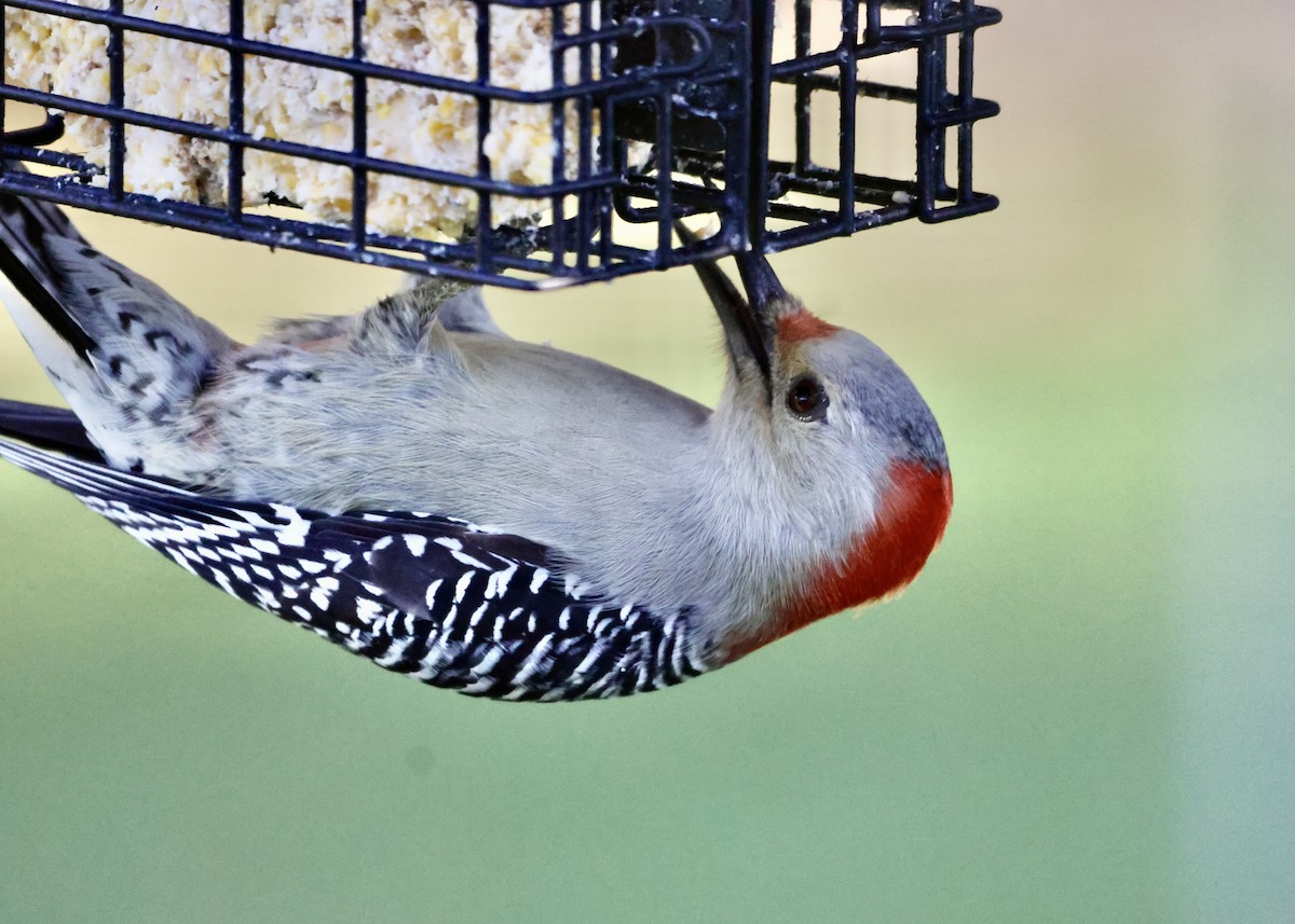 シマセゲラ - ML644440965